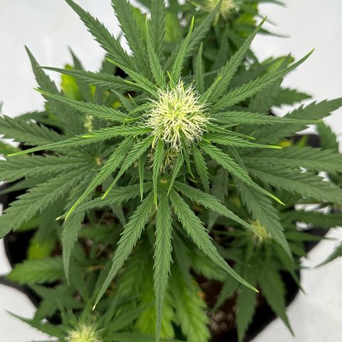 Do-Si-Dos growlog timeline photo