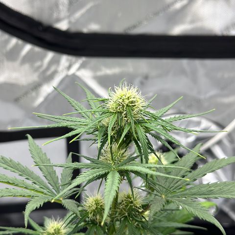 Do-Si-Dos growlog timeline photo