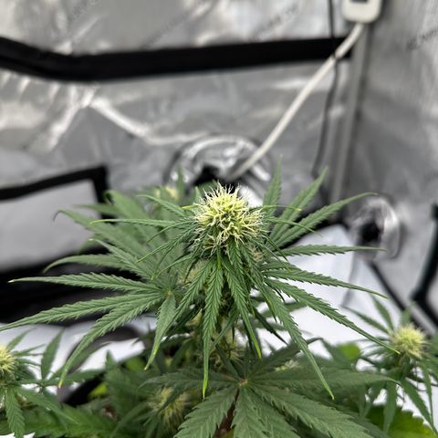 Do-Si-Dos growlog timeline photo