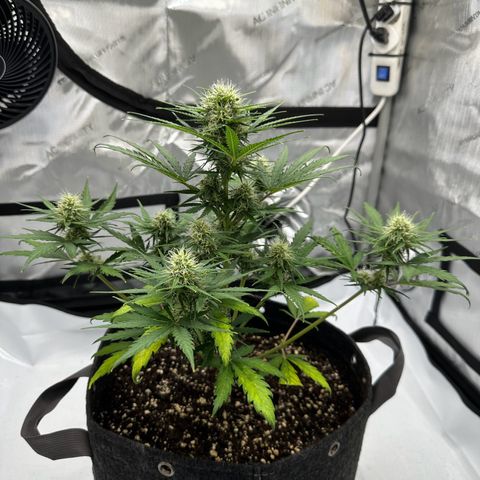 Do-Si-Dos growlog timeline photo