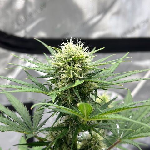Do-Si-Dos growlog timeline photo
