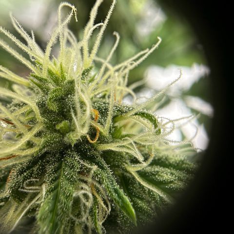Do-Si-Dos growlog timeline photo