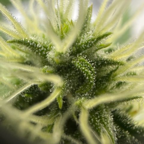 Do-Si-Dos growlog timeline photo
