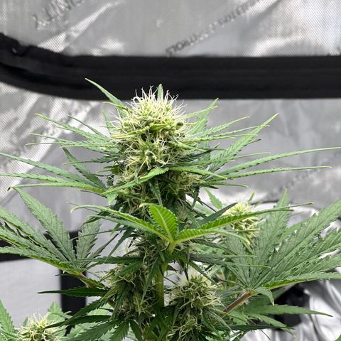 Do-Si-Dos growlog timeline photo