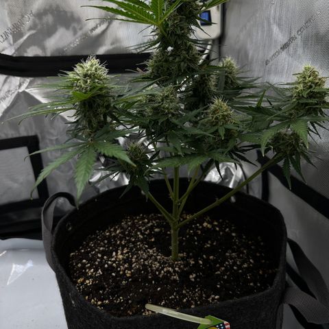 Do-Si-Dos growlog timeline photo