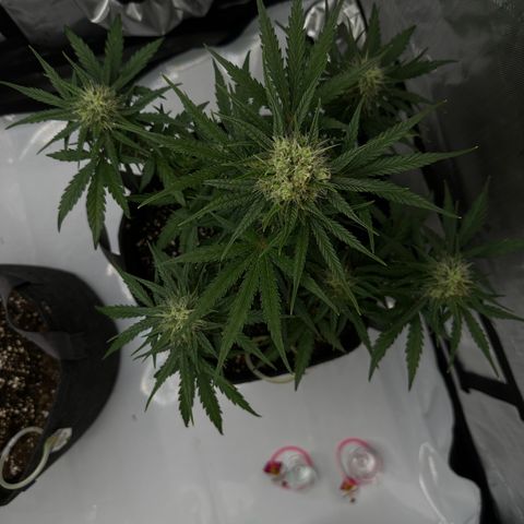 Do-Si-Dos growlog timeline photo