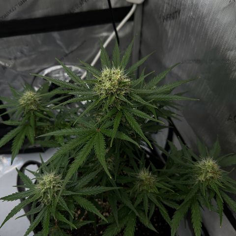 Do-Si-Dos growlog timeline photo