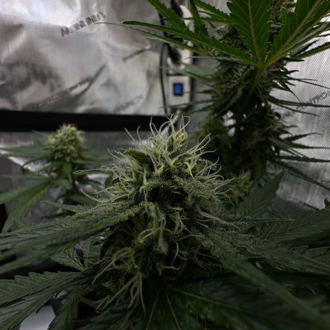 Do-Si-Dos growlog timeline photo