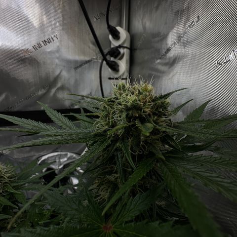 Do-Si-Dos growlog timeline photo