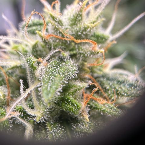 Do-Si-Dos growlog timeline photo