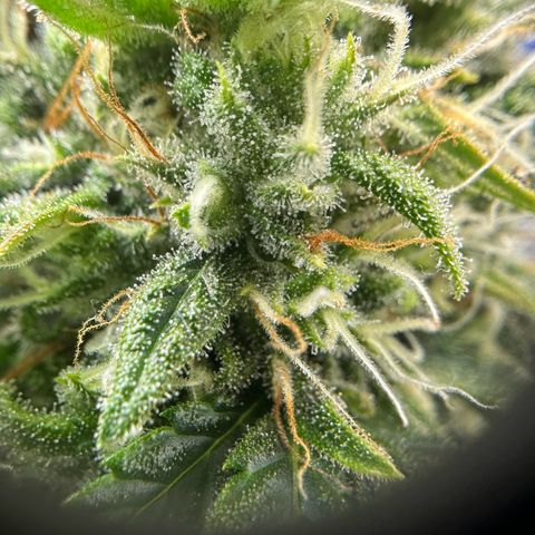 Do-Si-Dos growlog timeline photo