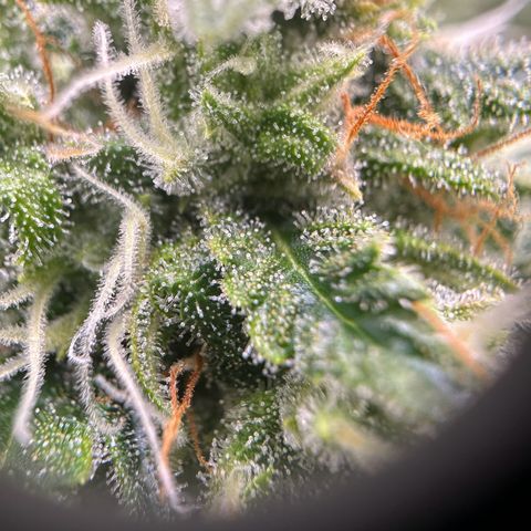 Do-Si-Dos growlog timeline photo