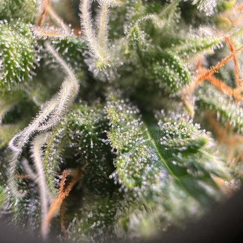 Do-Si-Dos growlog timeline photo