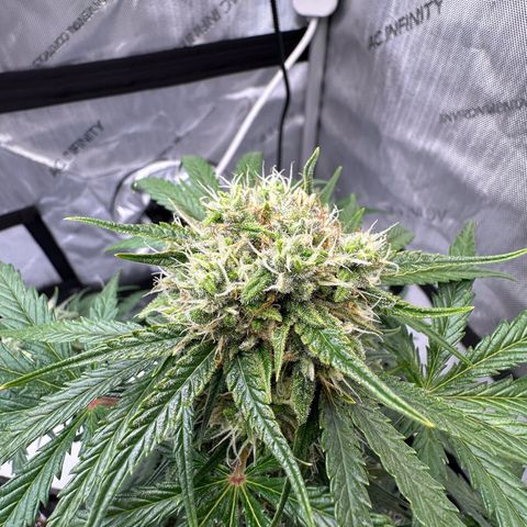 Do-Si-Dos growlog timeline photo