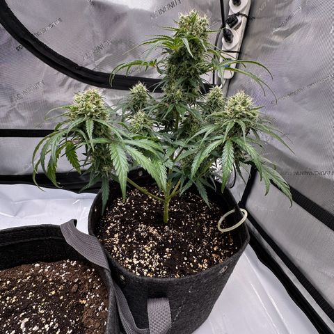 Do-Si-Dos growlog timeline photo