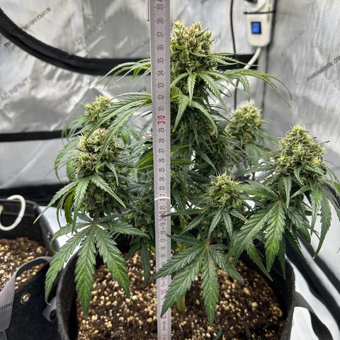 Do-Si-Dos growlog timeline photo