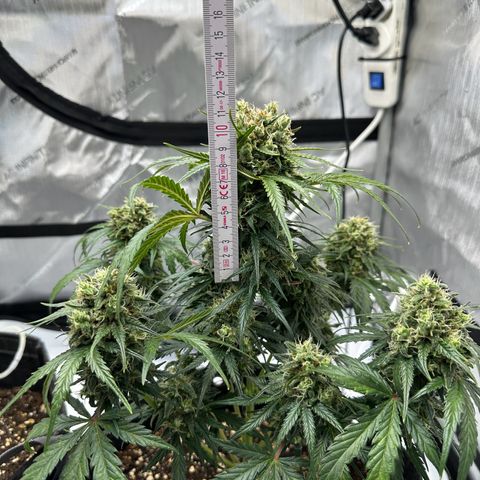 Do-Si-Dos growlog timeline photo