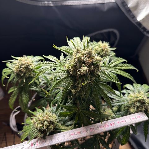 Do-Si-Dos growlog timeline photo