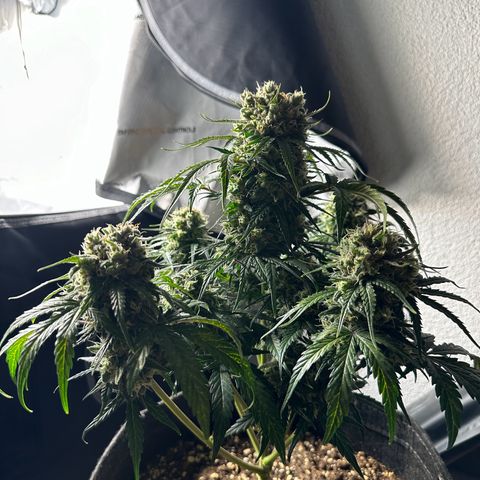Do-Si-Dos growlog timeline photo