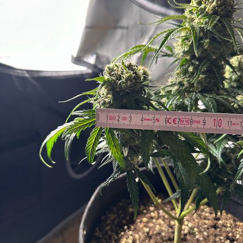Do-Si-Dos growlog timeline photo