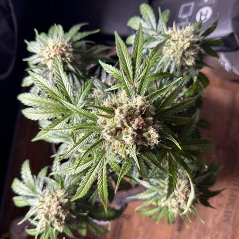 Do-Si-Dos growlog timeline photo