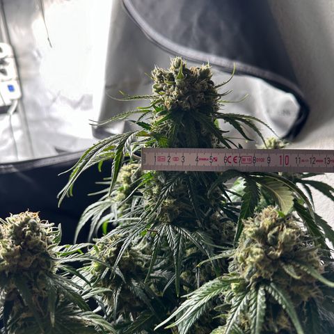 Do-Si-Dos growlog timeline photo