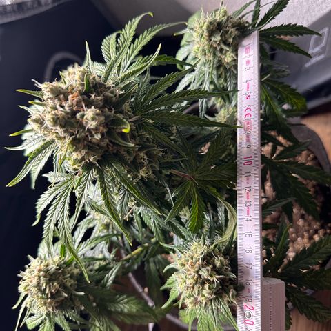 Do-Si-Dos growlog timeline photo