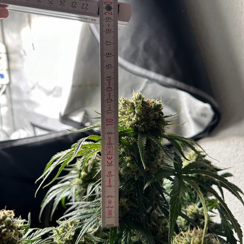 Do-Si-Dos growlog timeline photo