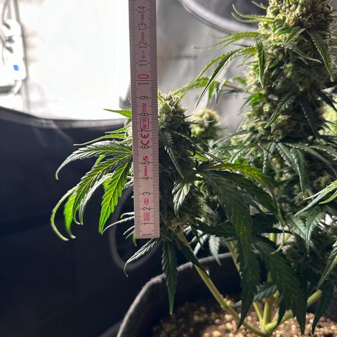 Do-Si-Dos growlog timeline photo