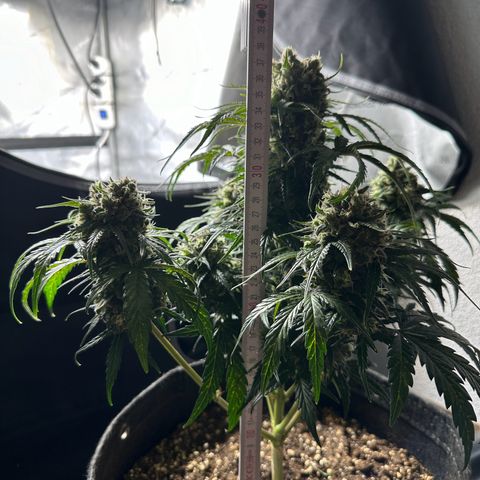Do-Si-Dos growlog timeline photo