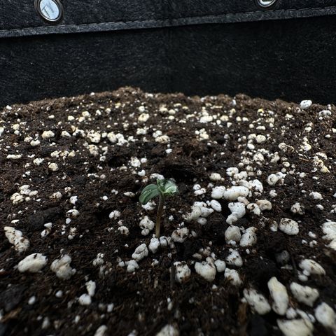 Triple G growlog timeline photo