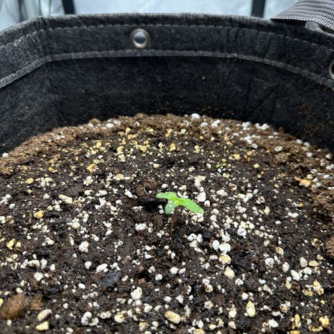 Triple G growlog timeline photo