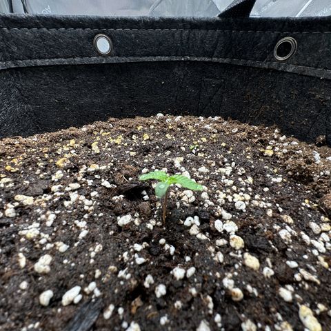 Triple G growlog timeline photo