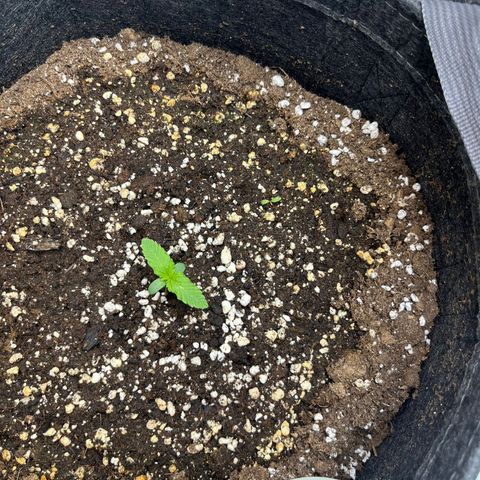 Triple G growlog timeline photo