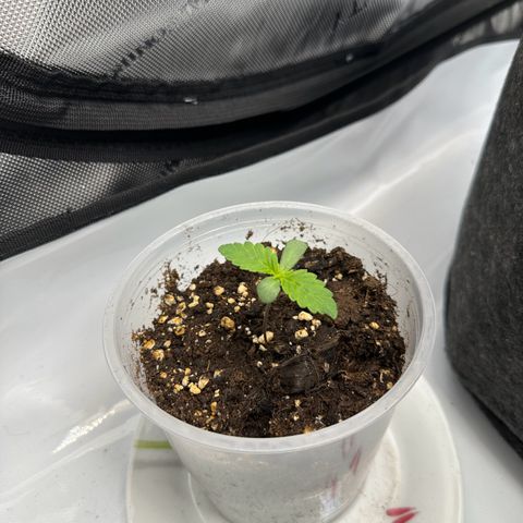 Special Queen #1 growlog timeline photo