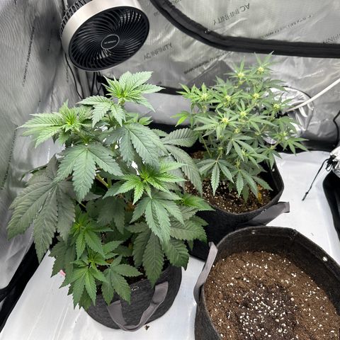 Special Queen #1 growlog timeline photo