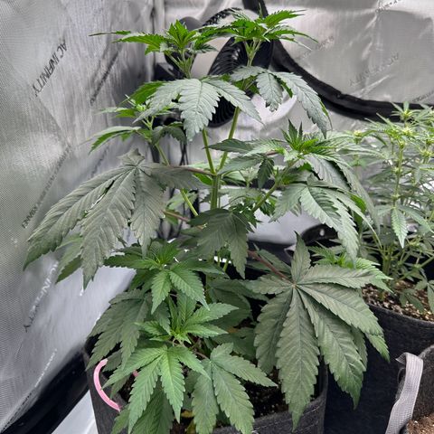 Special Queen #1 growlog timeline photo