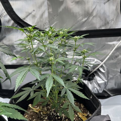 Triple G growlog timeline photo
