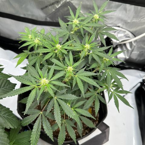 Triple G growlog timeline photo