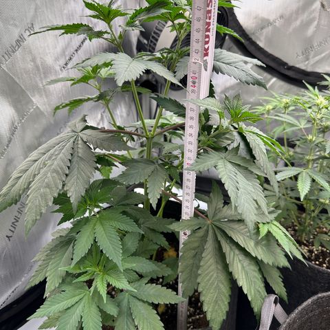 Special Queen #1 growlog timeline photo