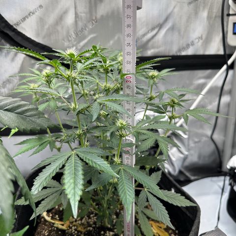 Triple G growlog timeline photo