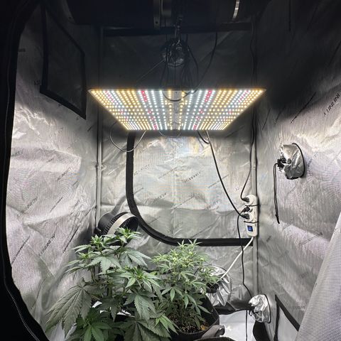 Triple G growlog timeline photo