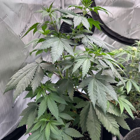 Special Queen #1 growlog timeline photo