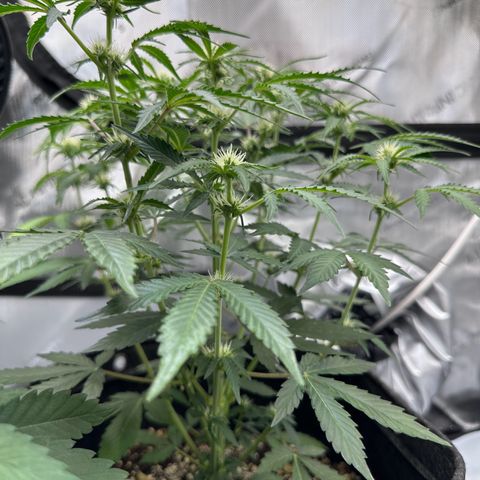 Triple G growlog timeline photo