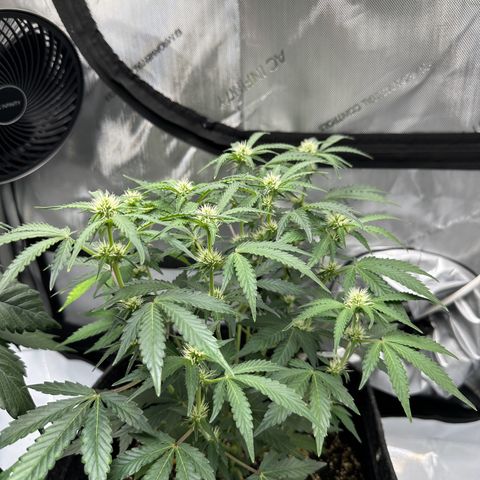 Triple G growlog timeline photo