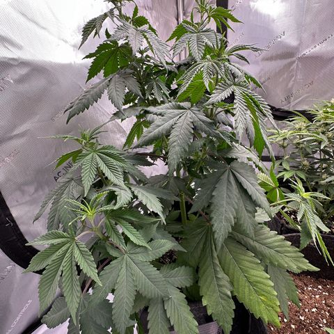 Special Queen #1 growlog timeline photo