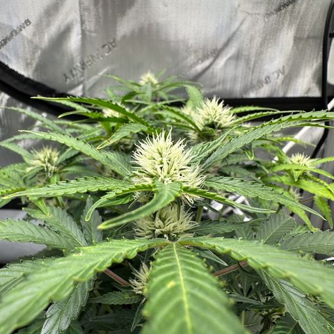 Triple G growlog timeline photo