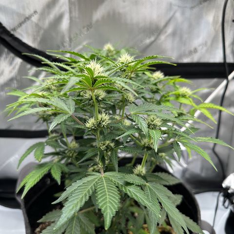 Triple G growlog timeline photo