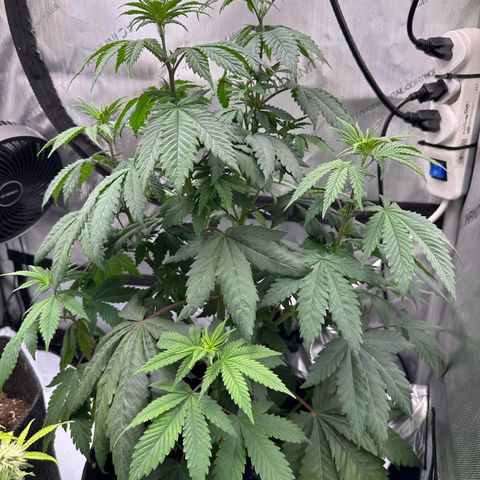 Special Queen #1 growlog timeline photo