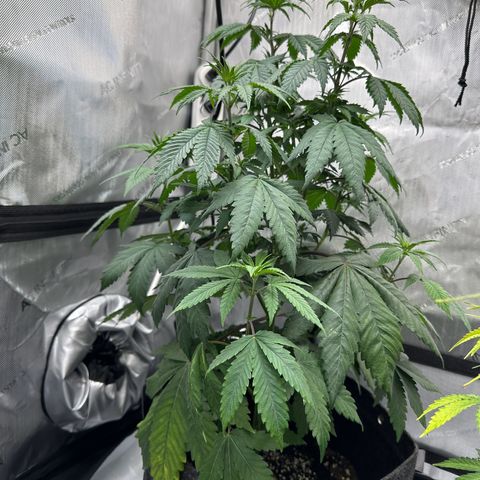 Special Queen #1 growlog timeline photo